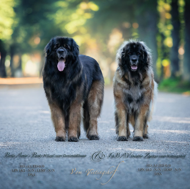 Buddy & Zhenya